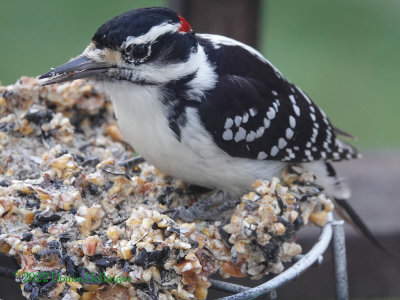 Mr Hairy Woodpecker on a nutlog