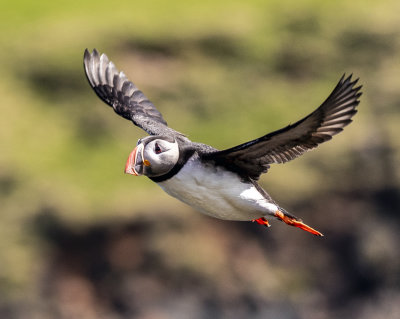 Puffins
