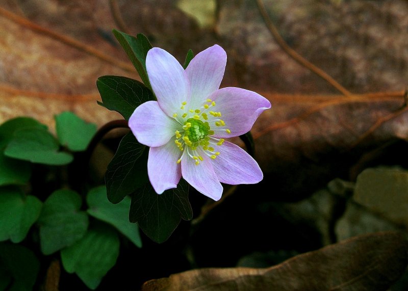 Thalictrum thalictroides