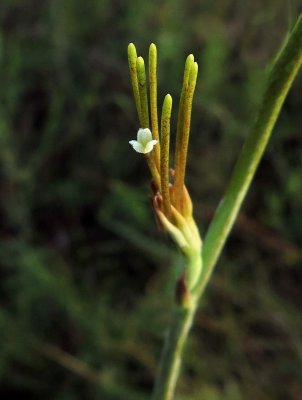 Green/Brown Species