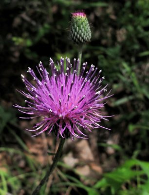 Cirsium carolinianum