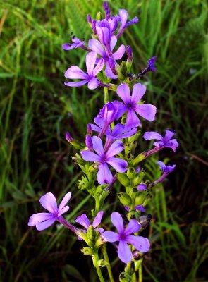 Buchnera americana