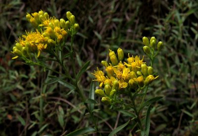 Yellow Flowers