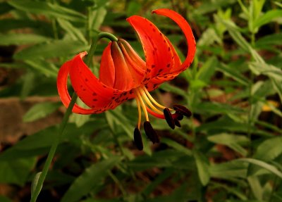 Red/Orange Flowers