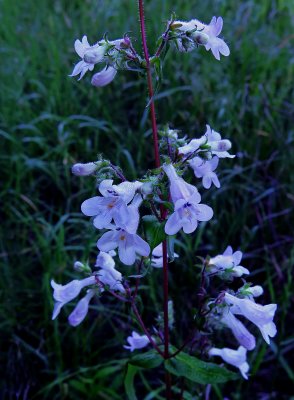 Penstemon tenuis