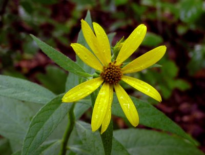 Helianthus divaricatus