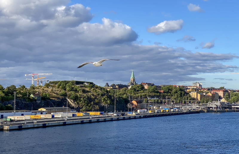 Gull Stockholm harbour.jpg