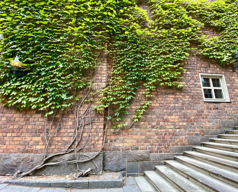 town hall ivy