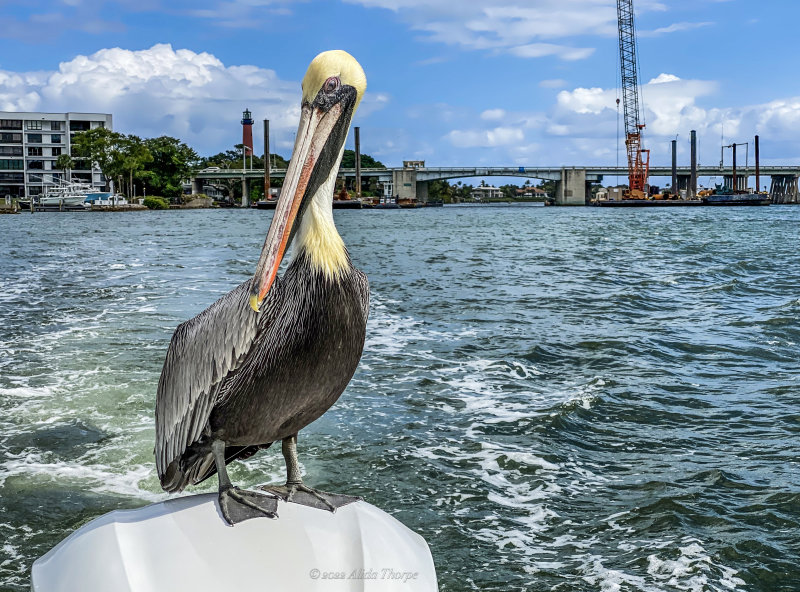 Pelican on boat.jpg