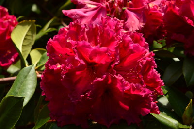 Meerkerk Rhododendron Gardens