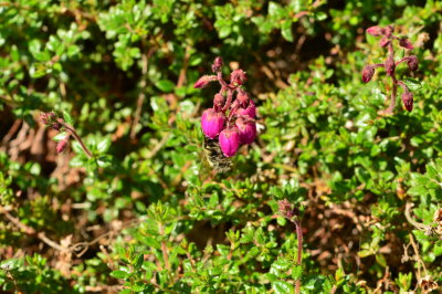 Meerkerk Rhododendron Gardens; see the bee?