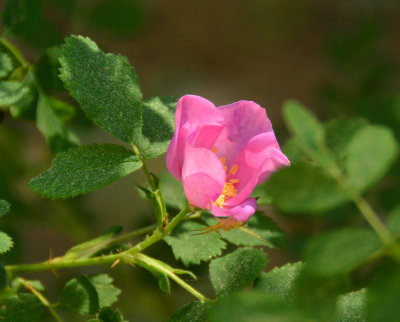 Best photos from Whidbey island, May 2019. The rose is from Flagstaff.