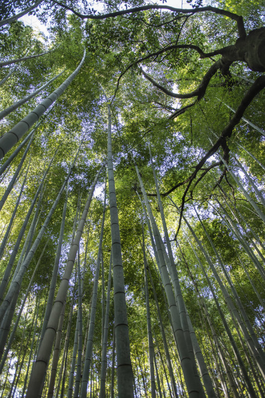 Bamboo Forest 1478