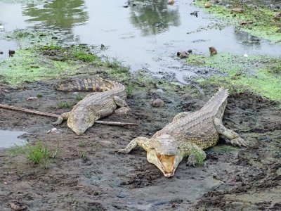 Crocodiles