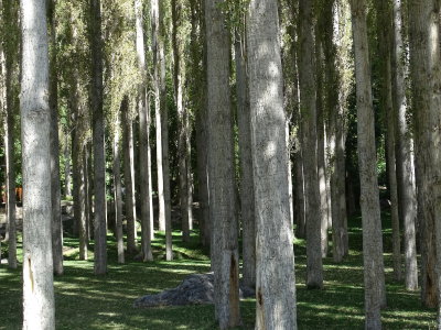 Trees in the park; a welcome sight.