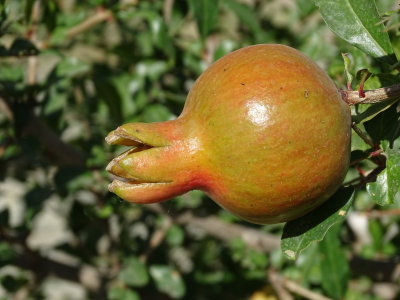 A pomegranate...not yet ripe.