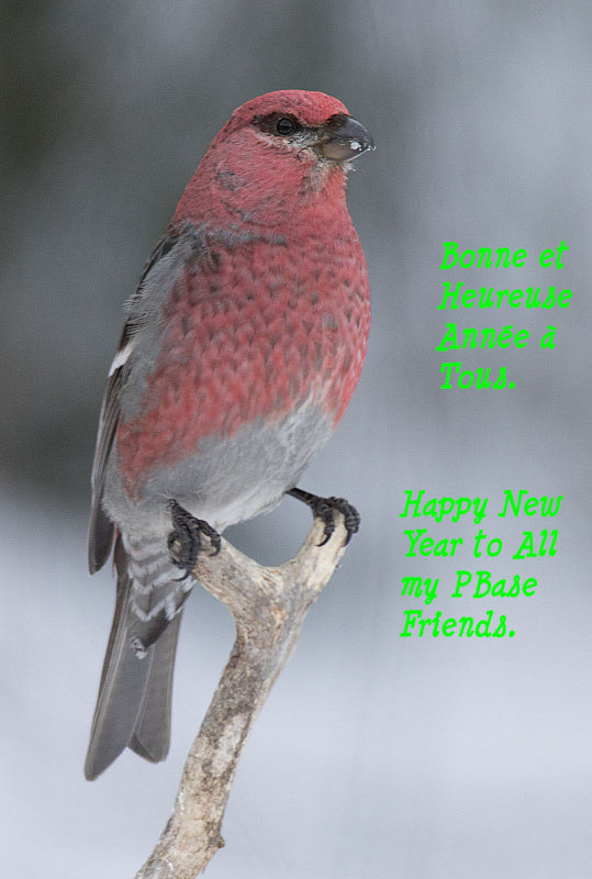 Durbec des sapins - 0V3A9067 - Pine Grosbeak