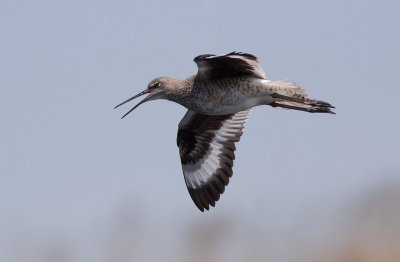 Chevalier semipalm - 0V3A5348 - Willet