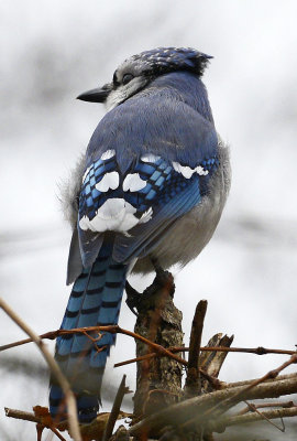 Blue bird 3 R.jpg