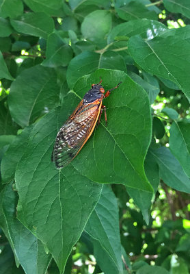 Cicada R.jpg