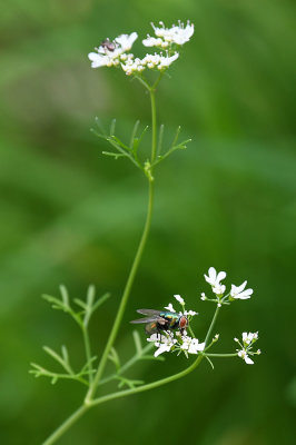 Fly on white R.jpg