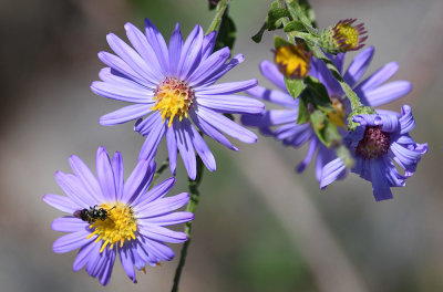 Bee and flowers R.jpg