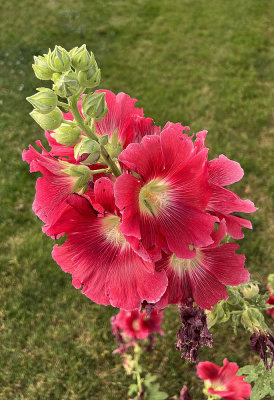 Parma flower R.jpg