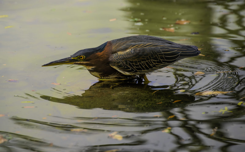 Green Heron