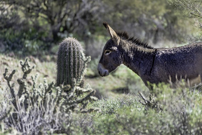 Lake Pleasant Wild Burro's