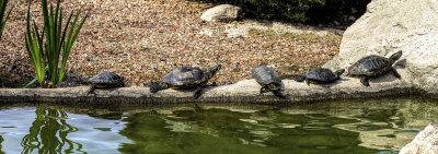 A Warm Day Brings Out the Turtles