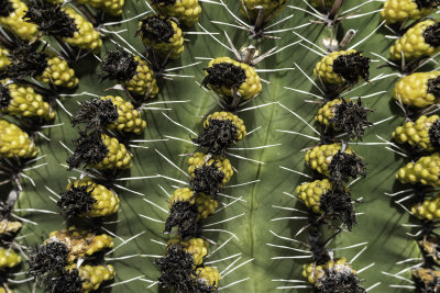 Barrel Cactus Blooms