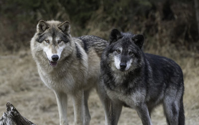 A Pair To Draw To - Wolves