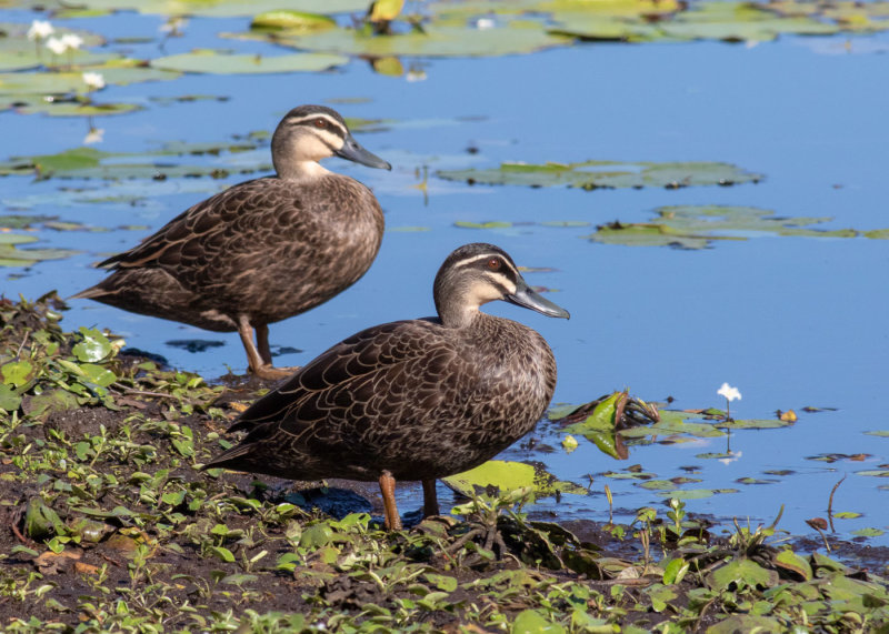 Pacific Black Duck (Anas superciliosa)