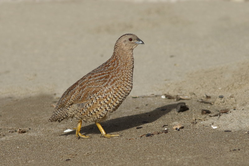 Brown Quail (Coturnix ypsilophora australis)