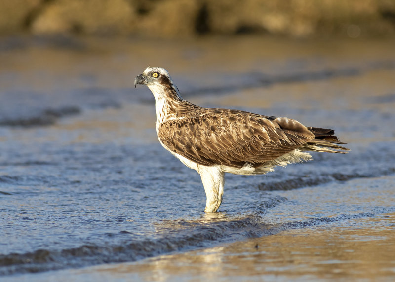 Osprey (Pandion haliaetus cristatus)