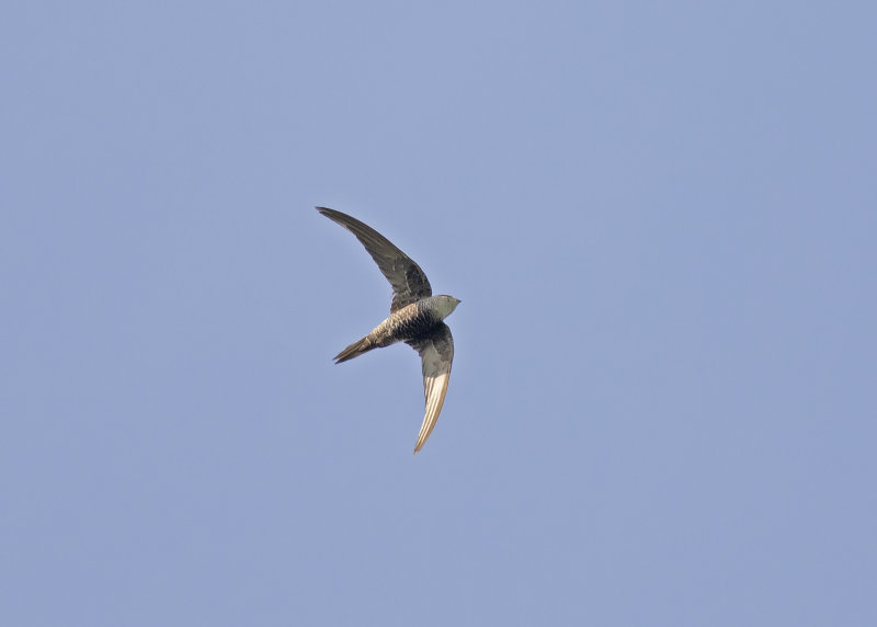 Pacific Swift (Apus pacificus)