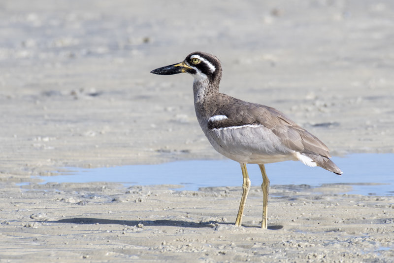 Beach Stone-Curlew (Esacus neglectus)