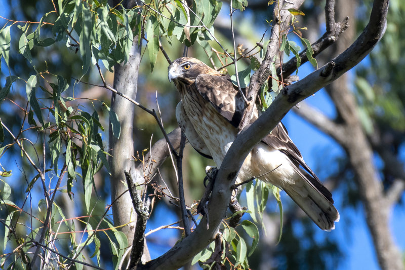 Little Eagle (Hieraaetus morphnoides)