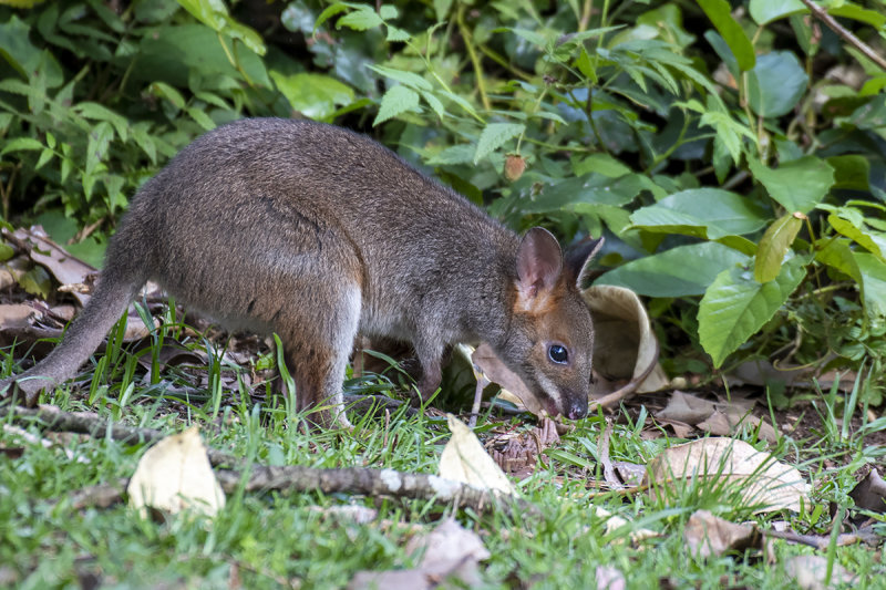 Red-legged Pademelon (Thylogale stigmatica)