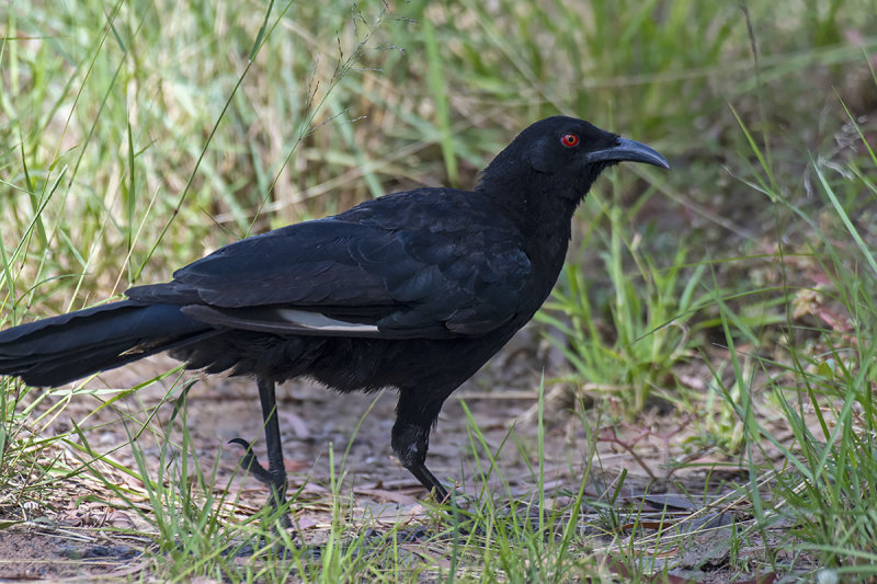 White-winged Chough (Corcorax melanorhamphos)