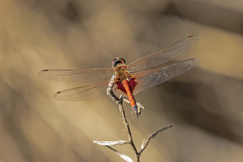 Common Glider (Tramea loewii)