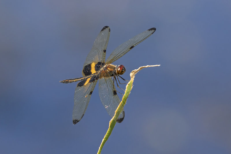 Yellow-striped Flutterer (Rhyothemis phyllis)