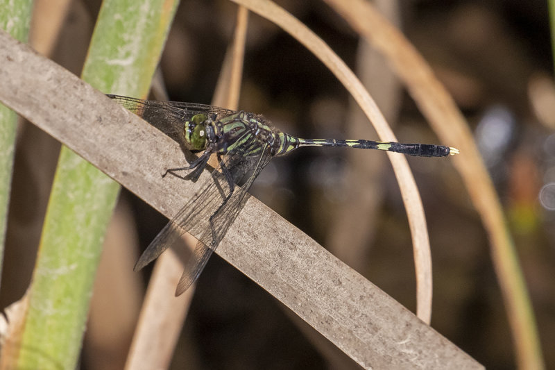 Green Skimmer (Orthetrum serapia)