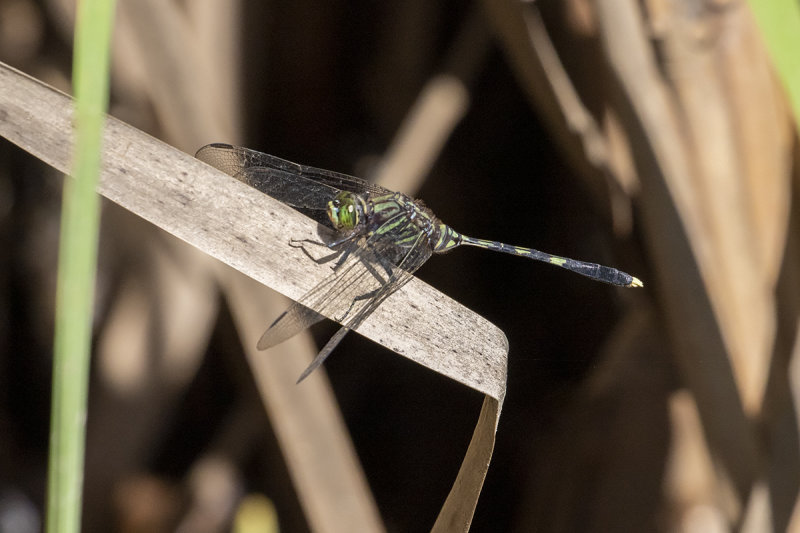 Green Skimmer (Orthetrum serapia)