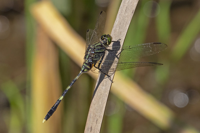 Green Skimmer (Orthetrum serapia)