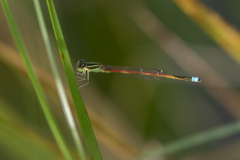 Aurora Bluetail (Ischnura aurora)