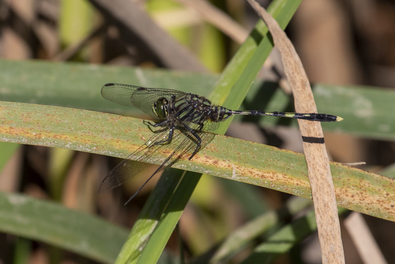 Green Skimmer (Orthetrum serapia)