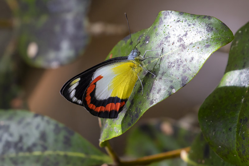 Red-banded Jezebel (Delias mysis)