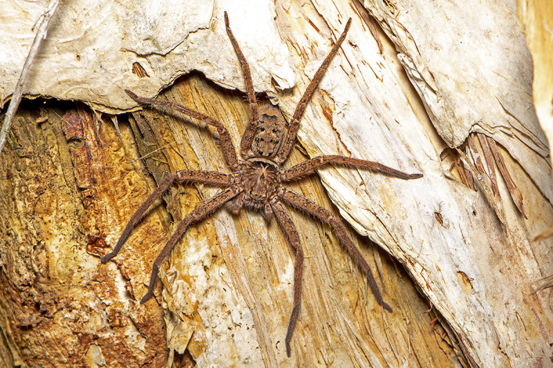 Brown Huntsman (Heterapoda jugulans)