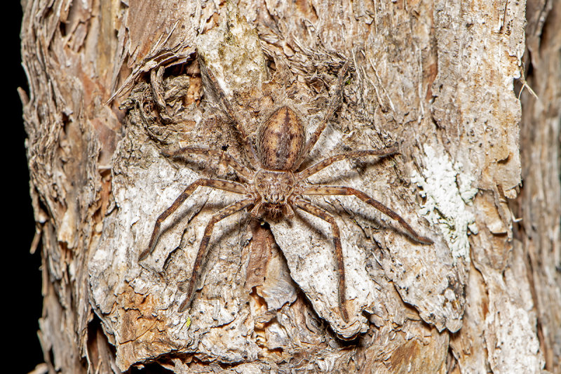 Brown Huntsman (Heterapoda jugulans)